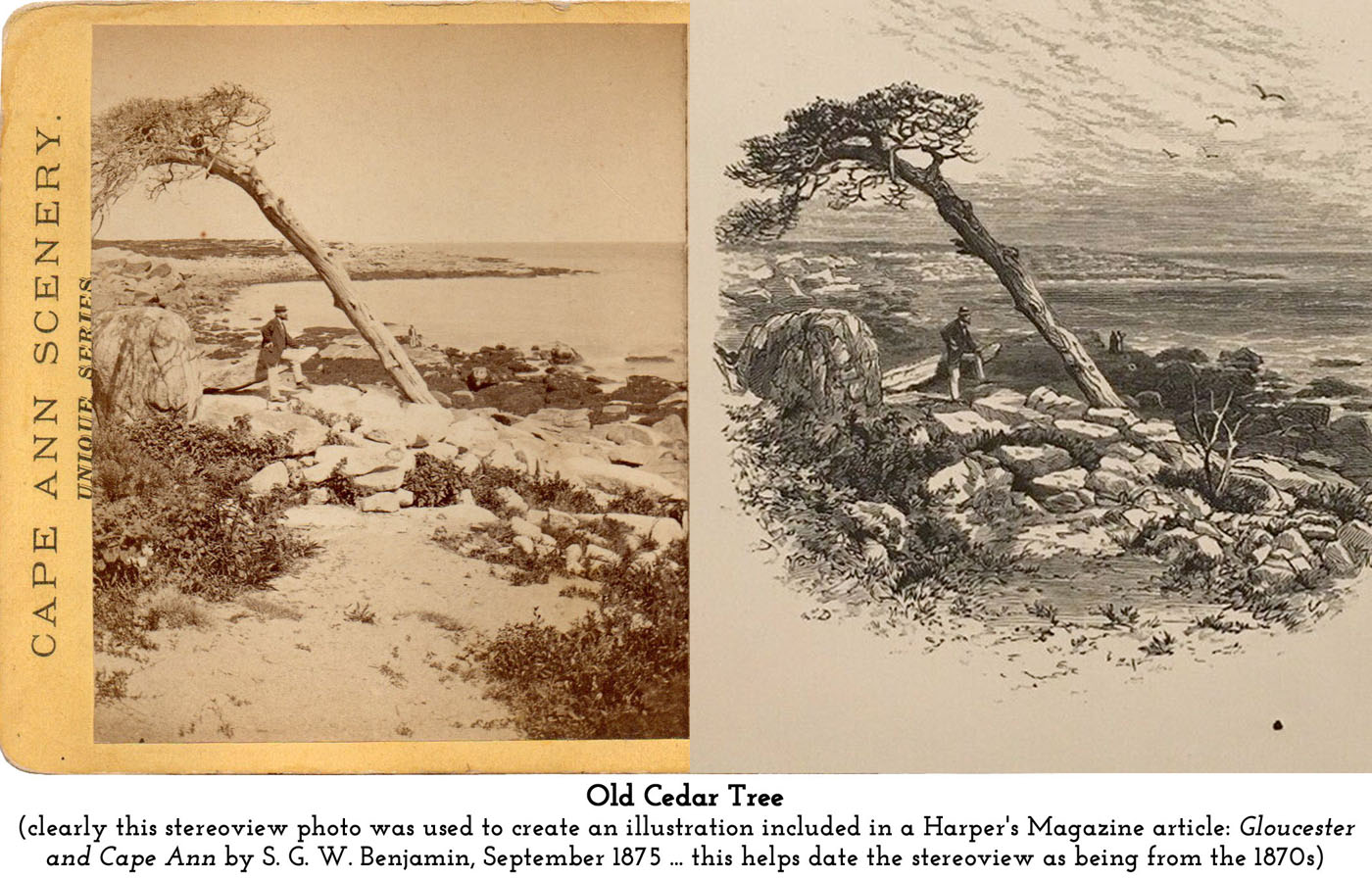 the Old Cedar Harper’s Magazine illustration