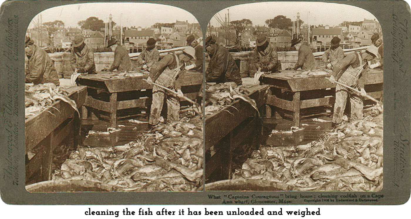 sorting fish