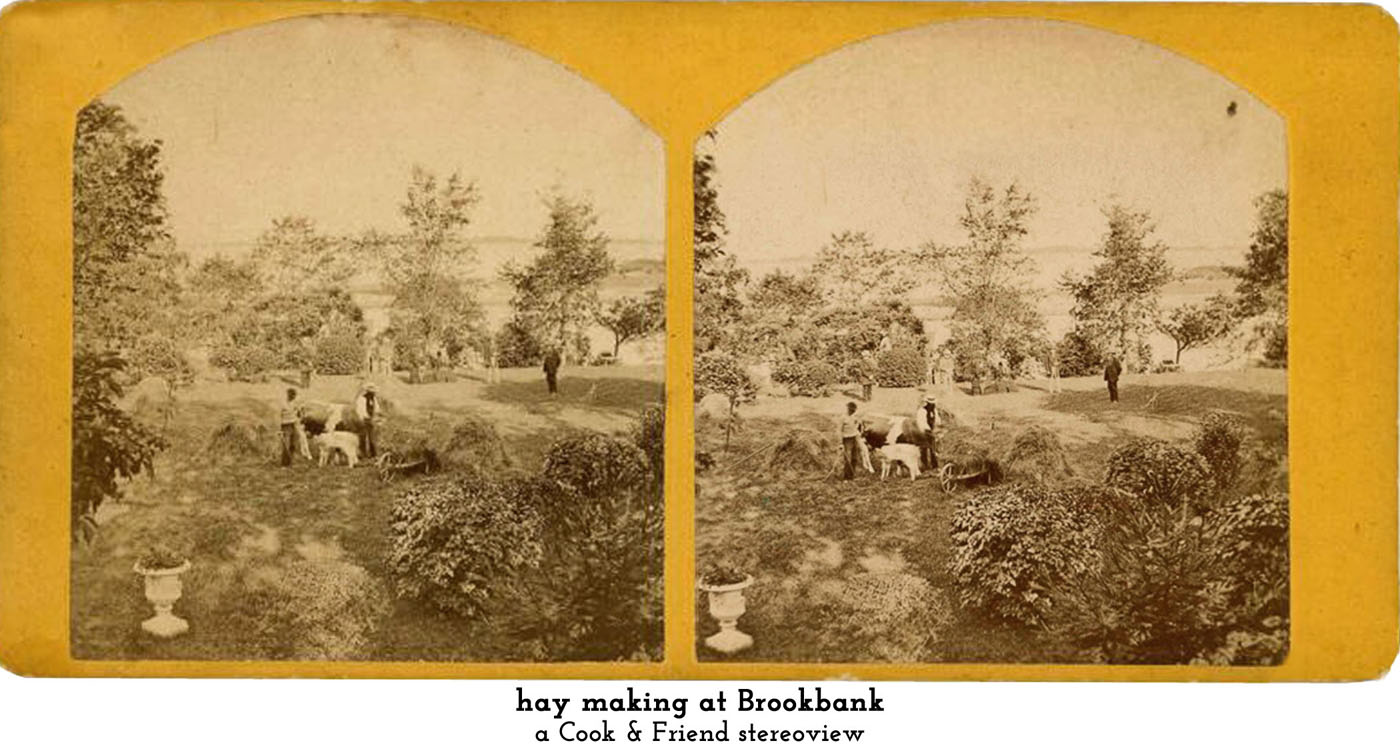 making hay at Brookbank