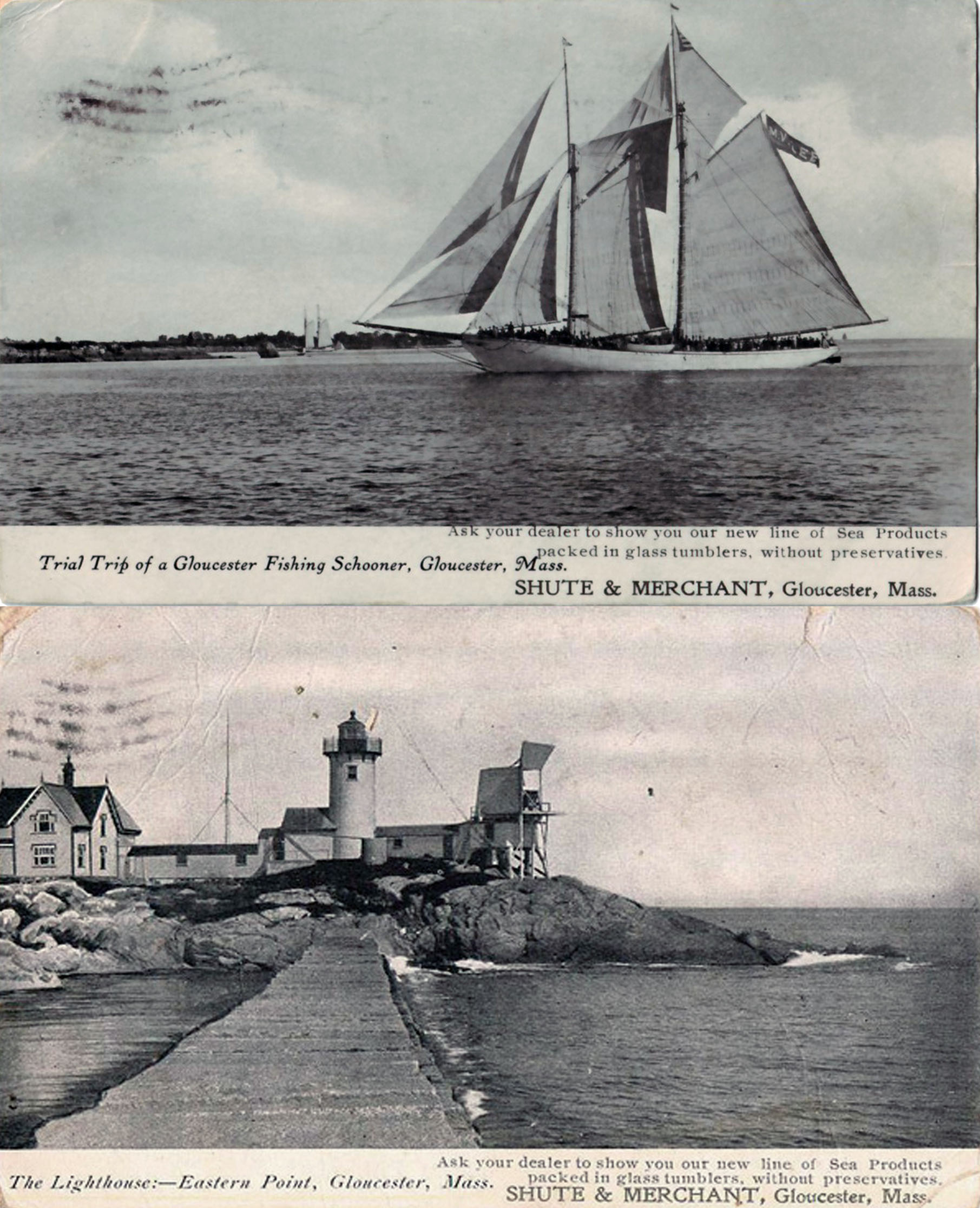 Shute & Merchant postcard examples