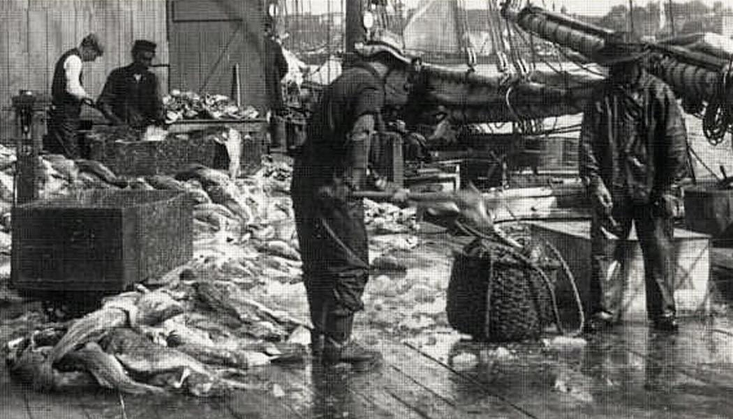 sorting fish